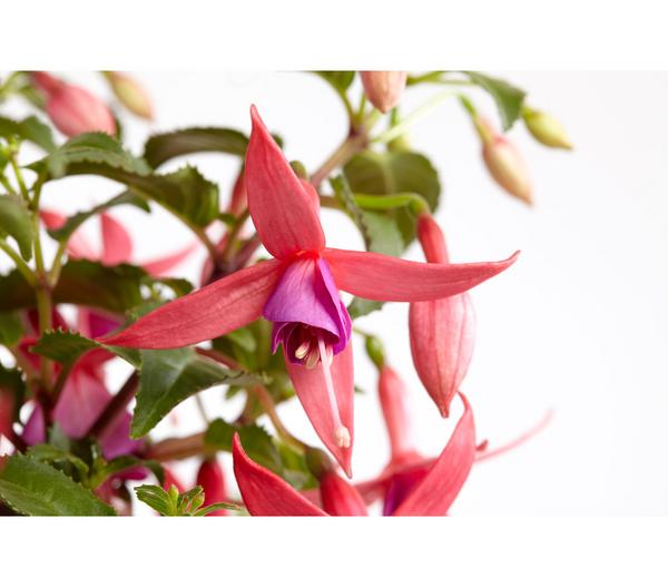 Fuchsie, verschiedene Sorten