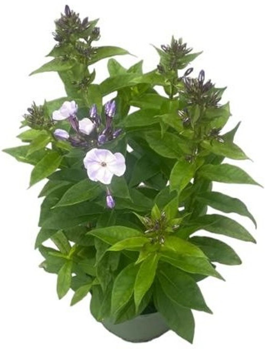Vlambloem (Phlox paniculata 'Blue Paradise') D 17 H 40 cm