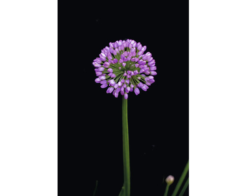 Sierui FloraSelf Allium 'Millenium' Co 3 L