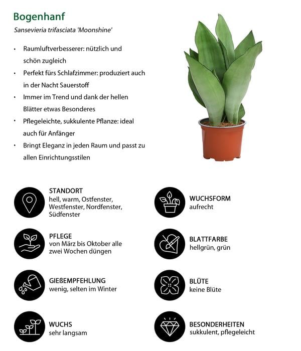 Zimmerpflanzen-Set Diamonds 4-teilig