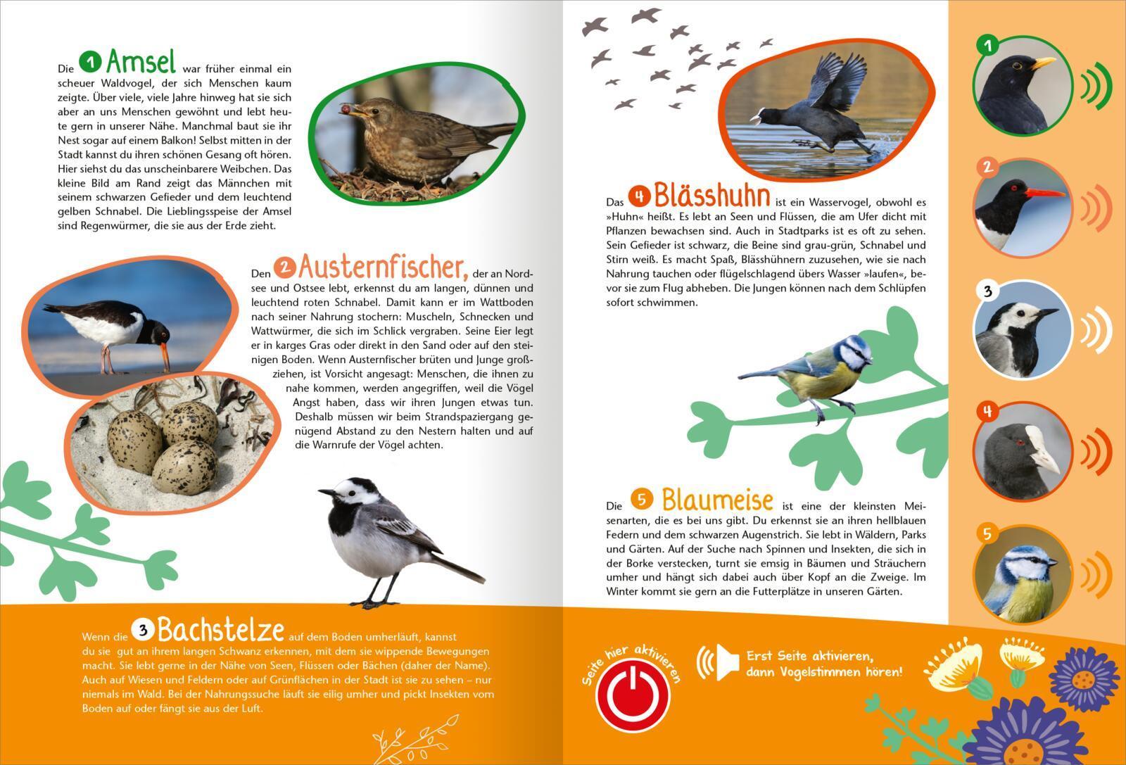 Mein großes Soundbuch Vögel
