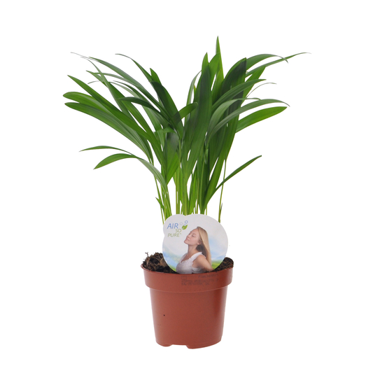 Compo 4 plantes d'intérieur - pot D12cm