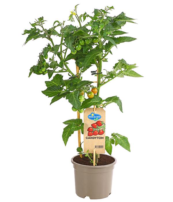 Pick-a-Tom® Cocktailtomate 'Candy' mit