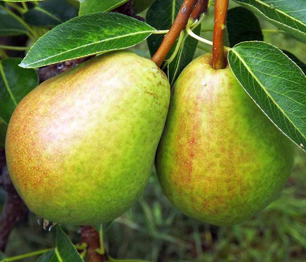 Herbstbirne 'Vereinsdechant'