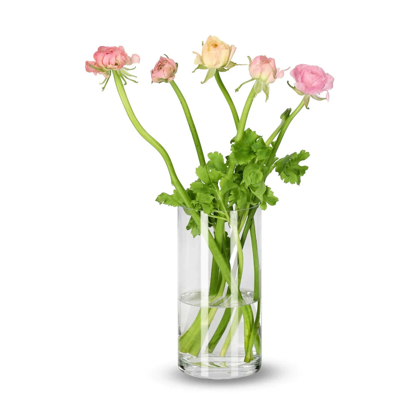 Ranunkler 5pk Høyde 40 cm