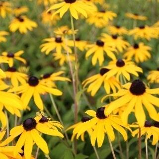Zonnehoed (Rudbeckia fulgida 'Goldsturm') D 9 H 10 cm