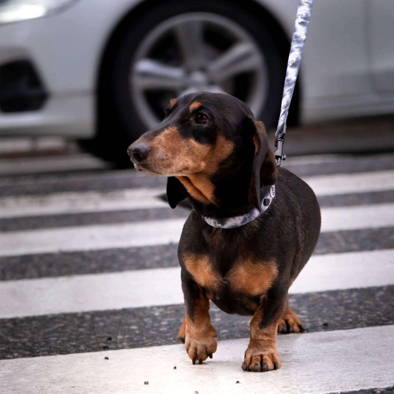 Barkalot Hundehalsband-Auslaufset grau/ bunt S
