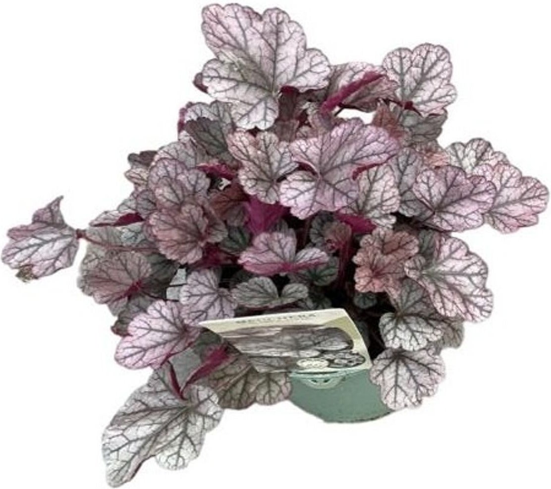 Purperklokje (Heuchera 'Silver Scrolls') D 17 H 25 cm