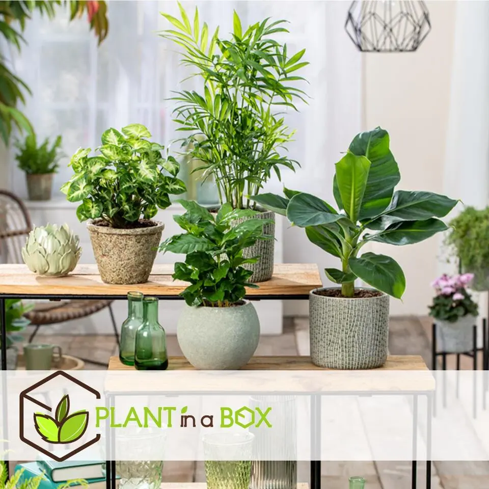 Kamerplantenset - Set van 4 - Hoogte 25-40cm - ⌀12cm