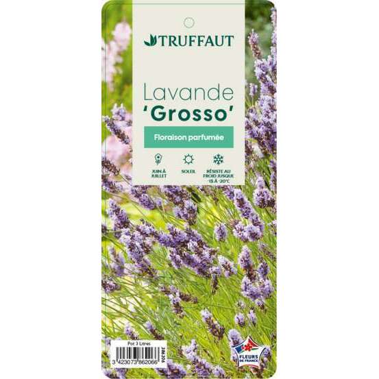 Lavandula x intermedia 'Grosso': 3 L RC
