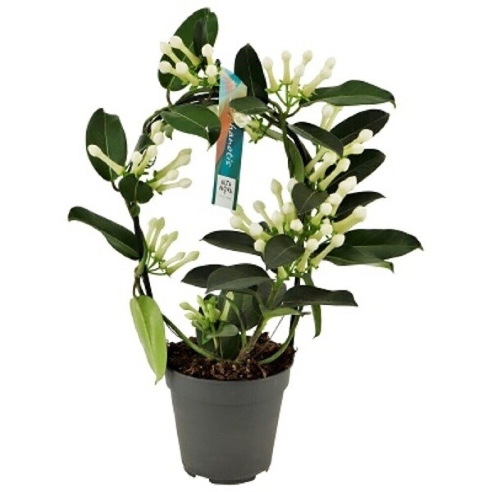 DUFTRANKE 12 CM