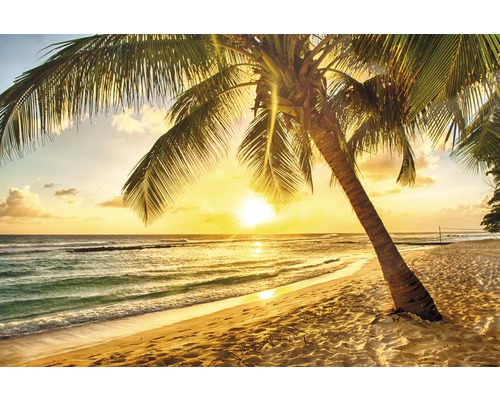Vliesbehang 18605 Barbados Palm Beach 1 Palm Tree 7-delige set 350 x 260 cm