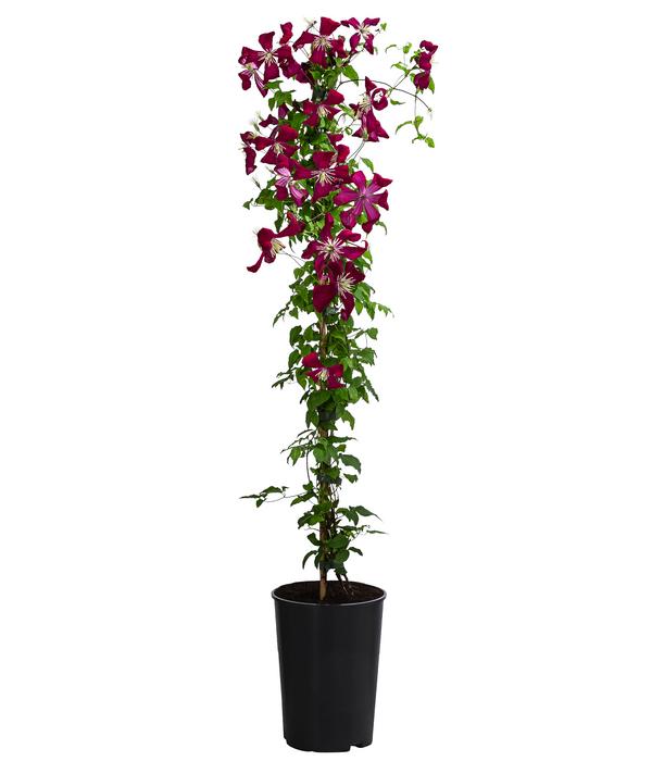Waldrebe - Clematis