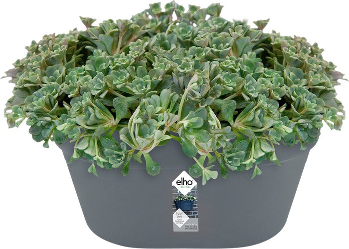 Elho muur bloempot Loft Urban antraciet 39,3 x 19,8 x 18,8 cm