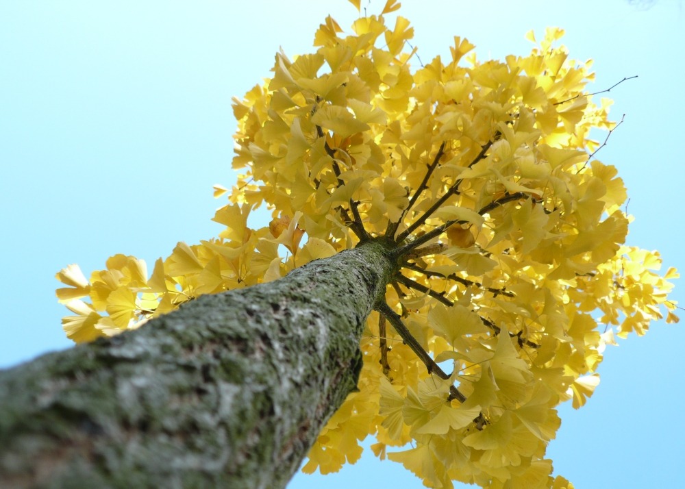 Jardin dans le sac - ginkgo - 4 graines - ginkgo biloba
