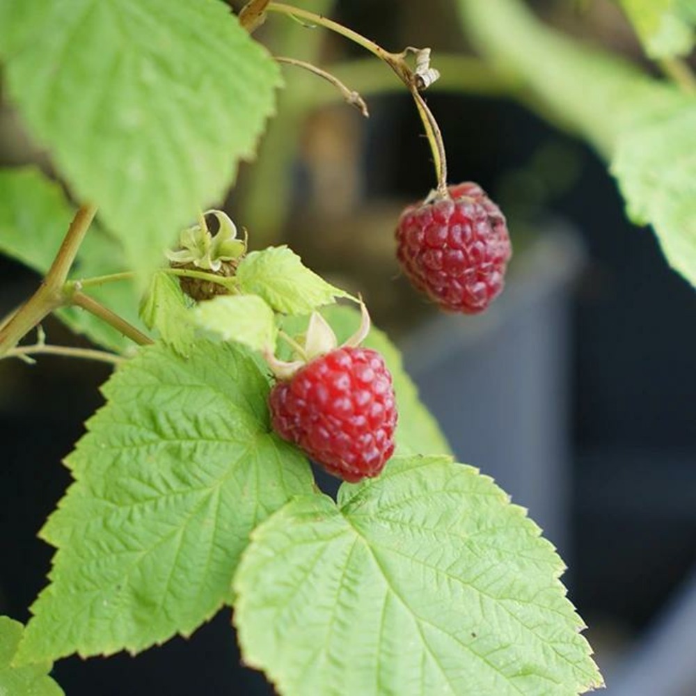 Framboisier 'heritage' - rubus idaeus 1.5l