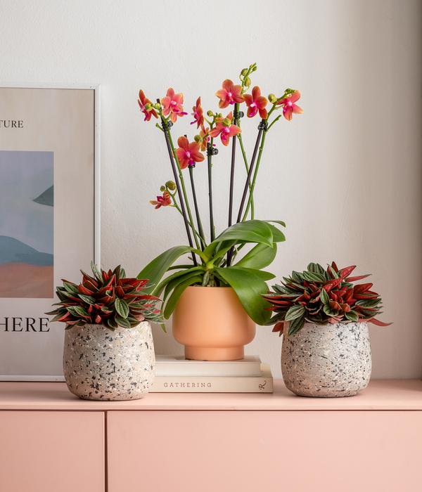 Peperomie - Peperomia caperata 'Rosso'