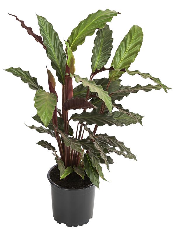 Korbmarante - Calathea rufibarba