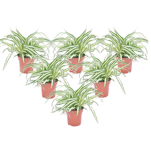 Chlorophytum - 6