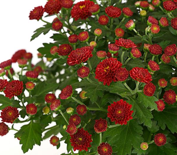 Herbst-Chrysantheme