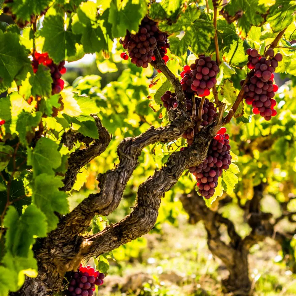 Druivenplant - Set van 3 - Vitis vinifera 'pinot gris' - Hoogte 25-40cm - ⌀9cm