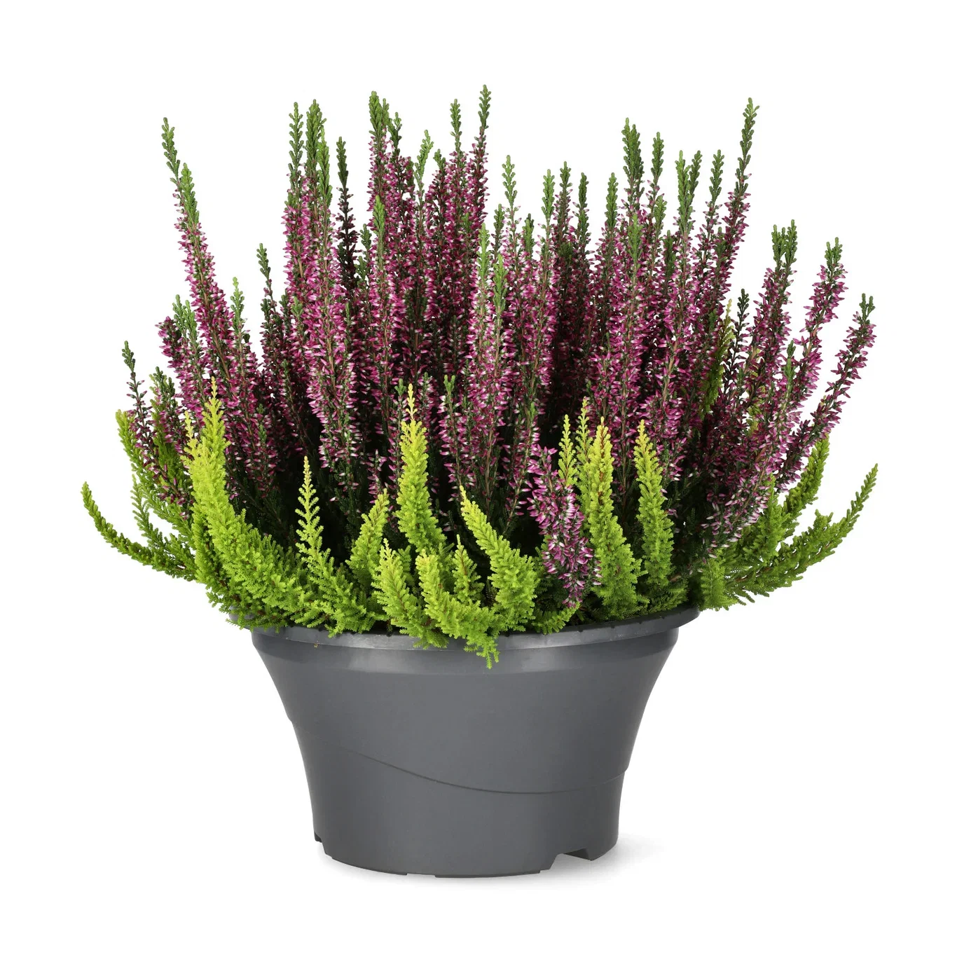 Calluna vulgaris (Beauty Ladies Series) 'Colour Crown' Røsslyng BEAUTY LADIES 'Color Crown' i skål Ø23 cm