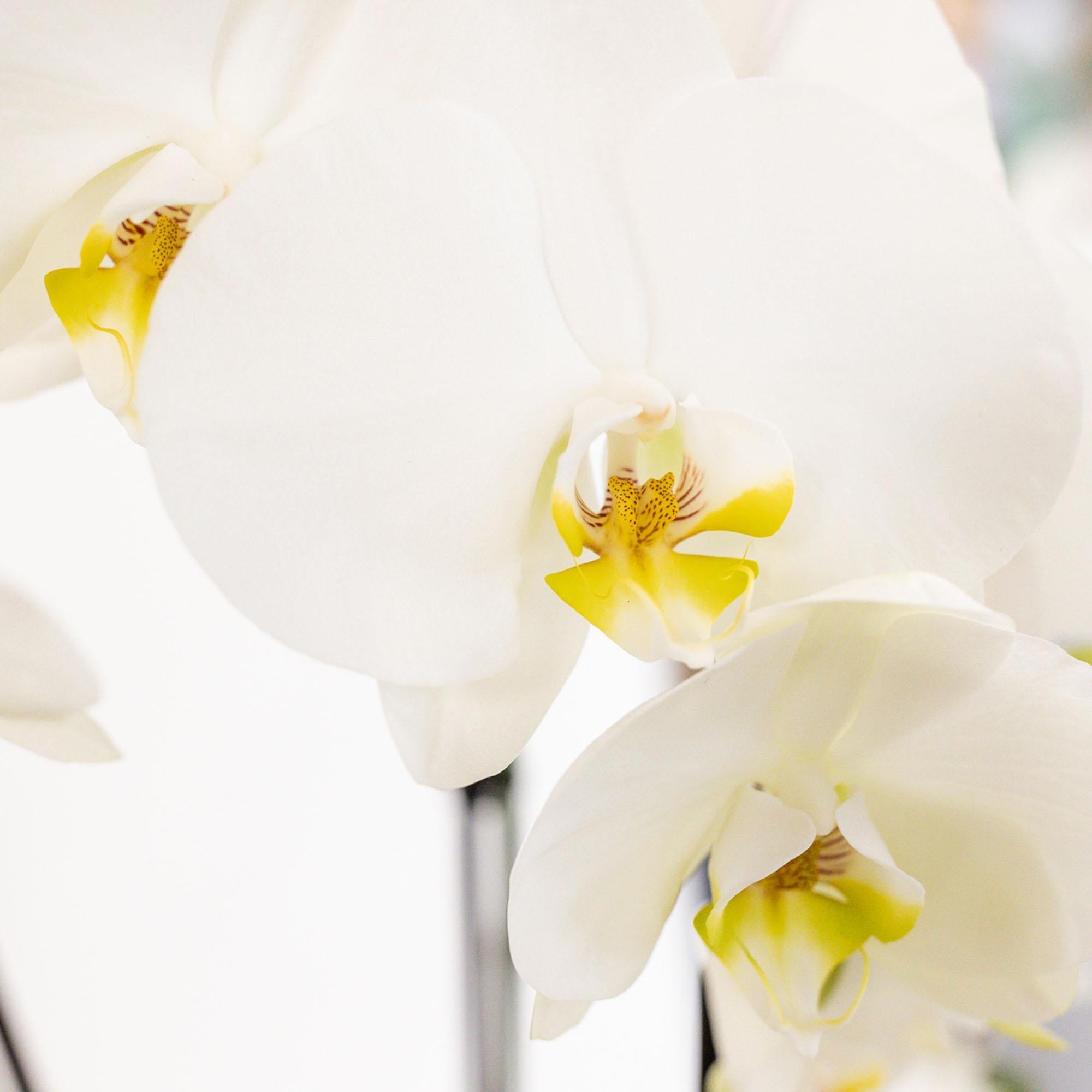 Plante d'intérieur - composition dans un panier en coton avec réservoir d'eau de 3 orchidées blanches et 3 rhipsalis 55cm