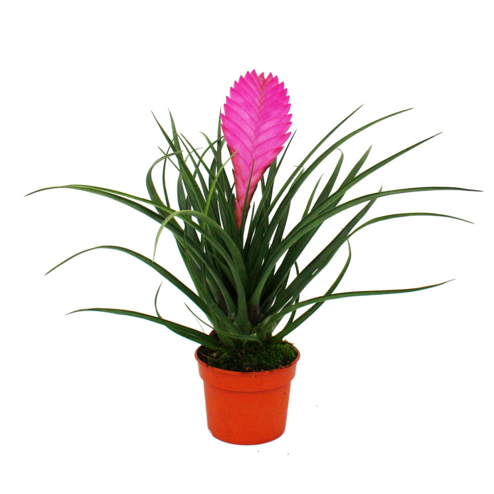 Tillandsia cyanea 