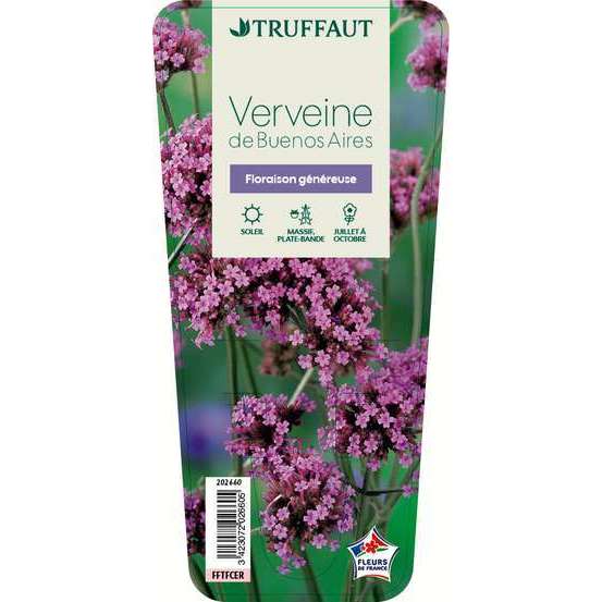 Verveine de Buenos Aires : godet vert