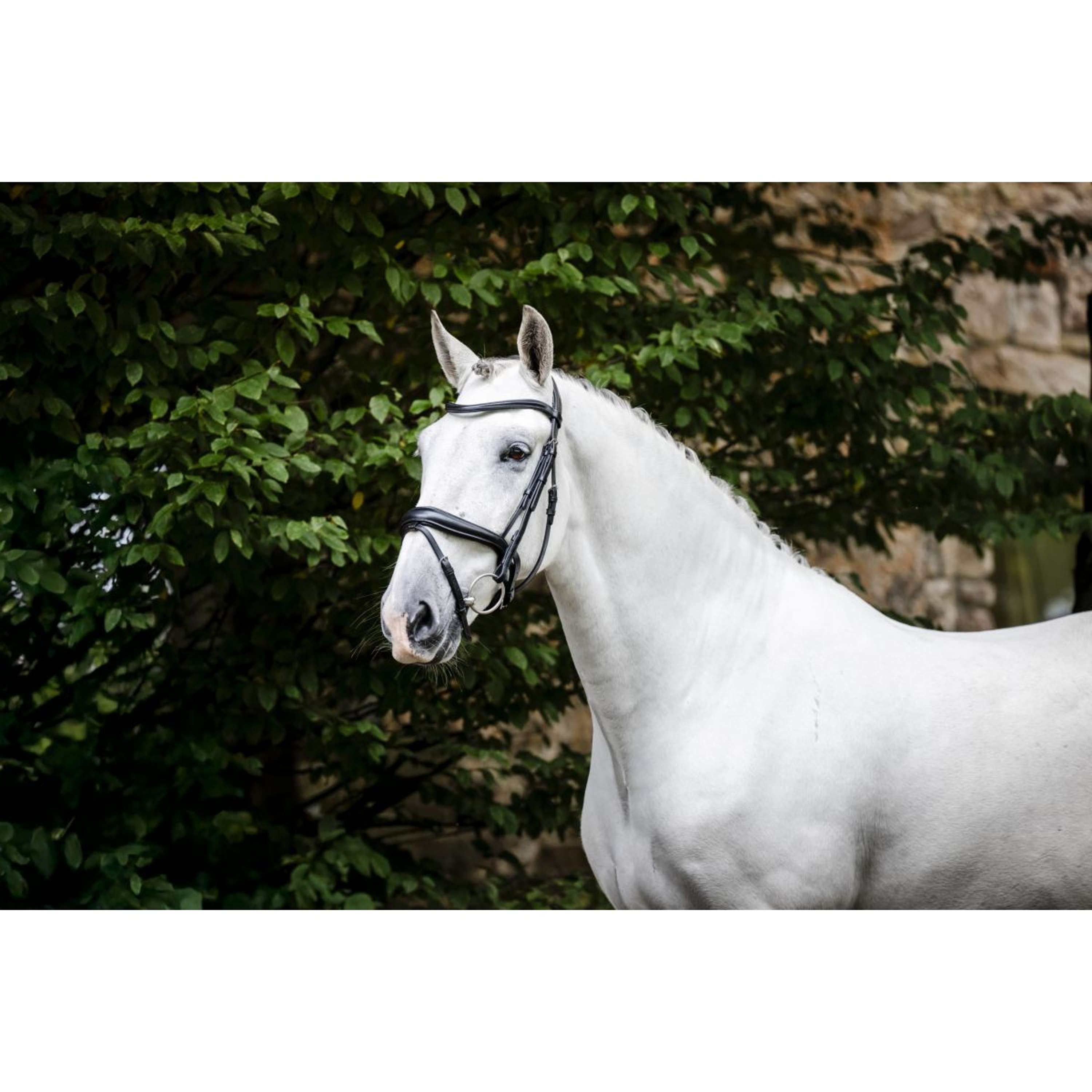 Horseware Hoofdstel Dressage Zwart