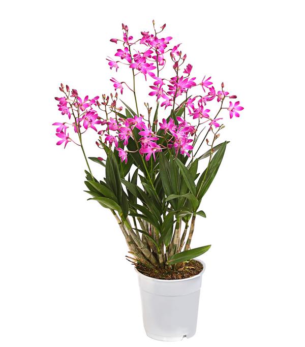 Duft-Traubenorchidee - Dendrobium kingianum