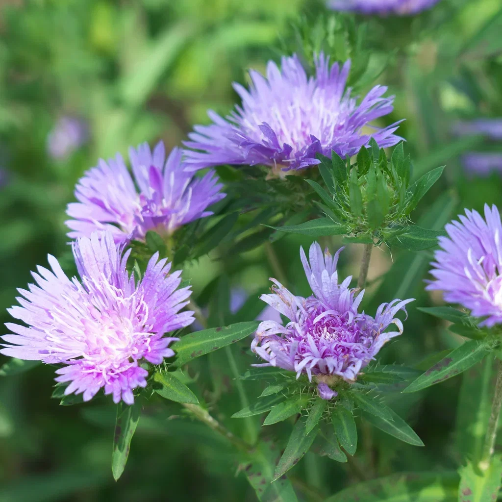 Stokesia laevis Stokesia Ø11 cm