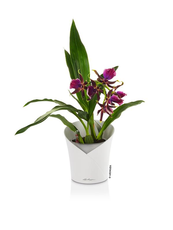 LECHUZA® ORCHIDEA, All-in-One Set, ca.