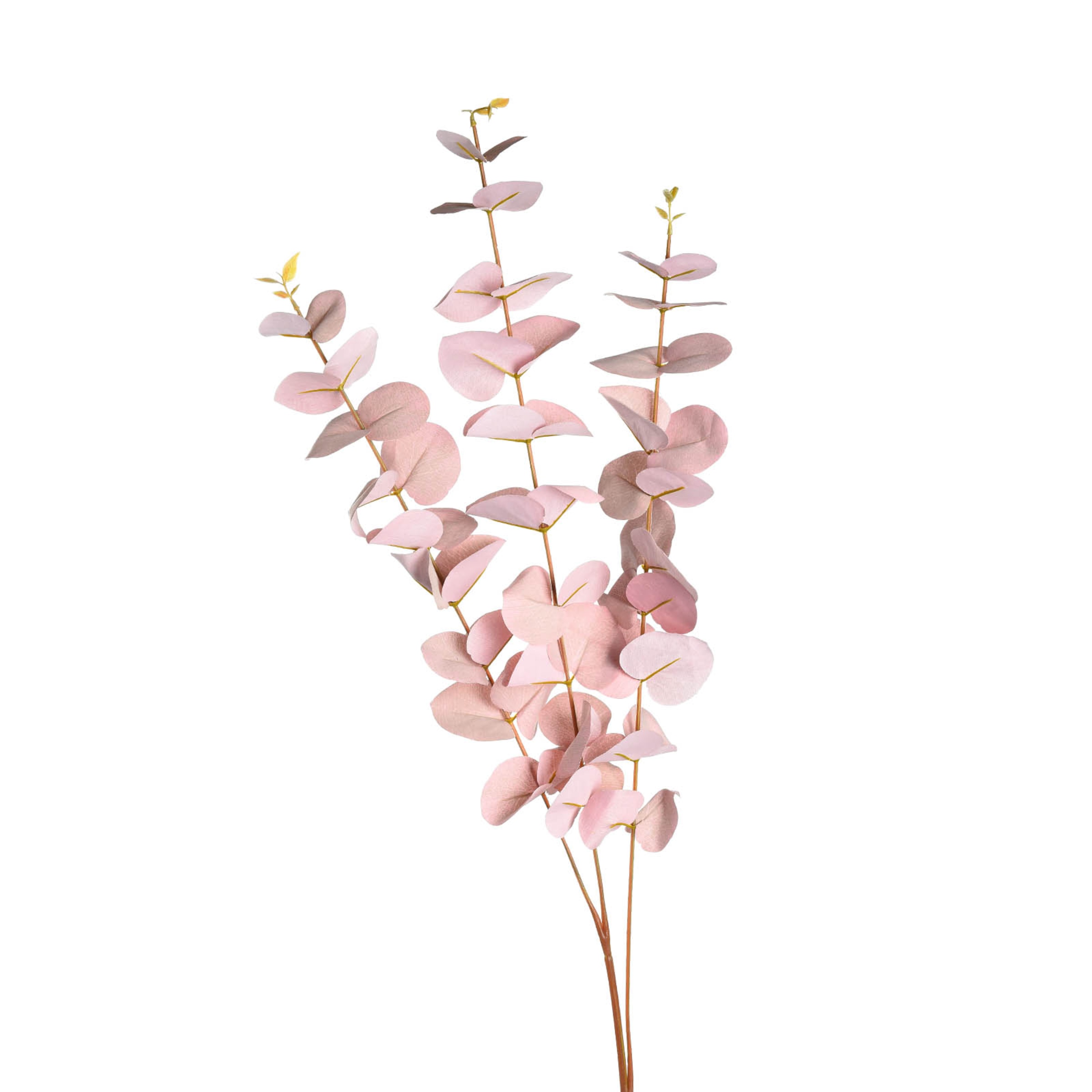 rosa, L 1 m