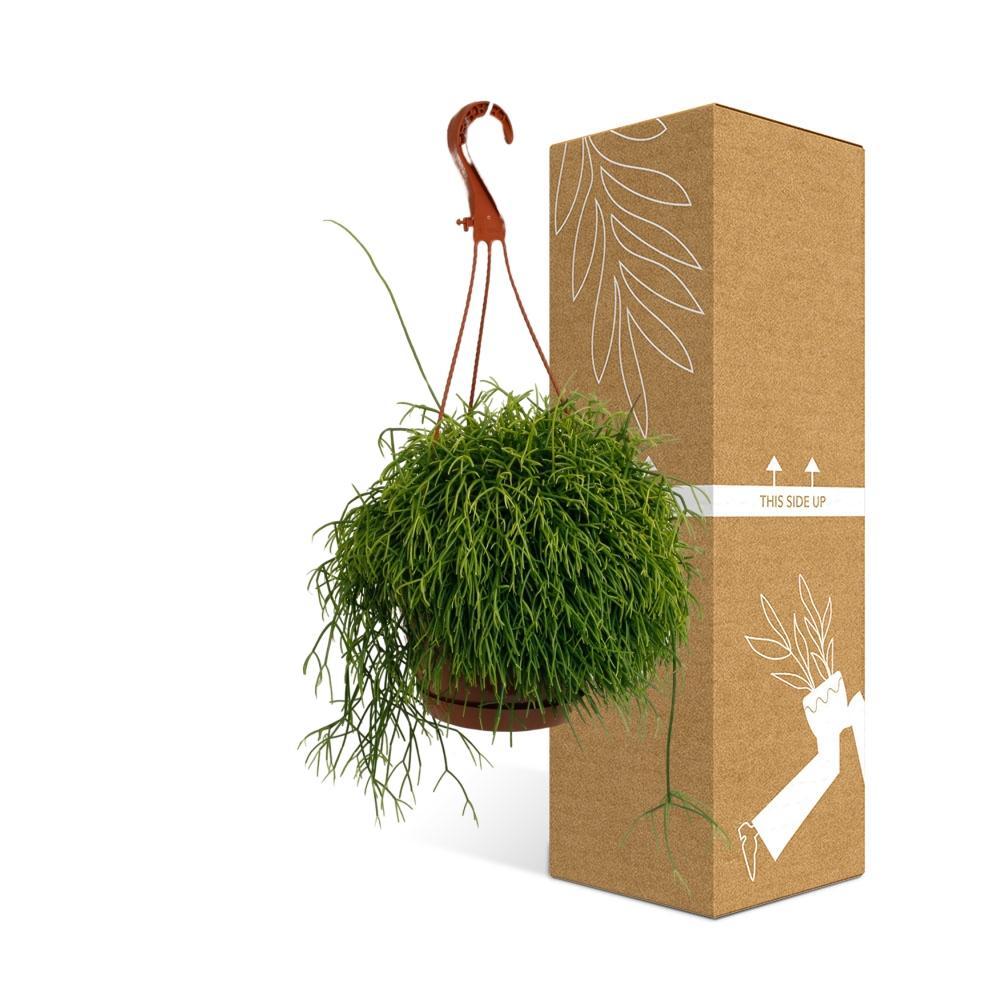 Plante d'intérieur - rhipsalis cassutha 45.0cm