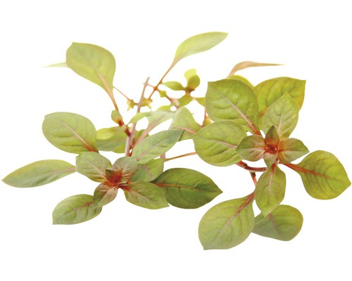 Superrode Ludwigia - Ludwigia spec. Geweldige rode