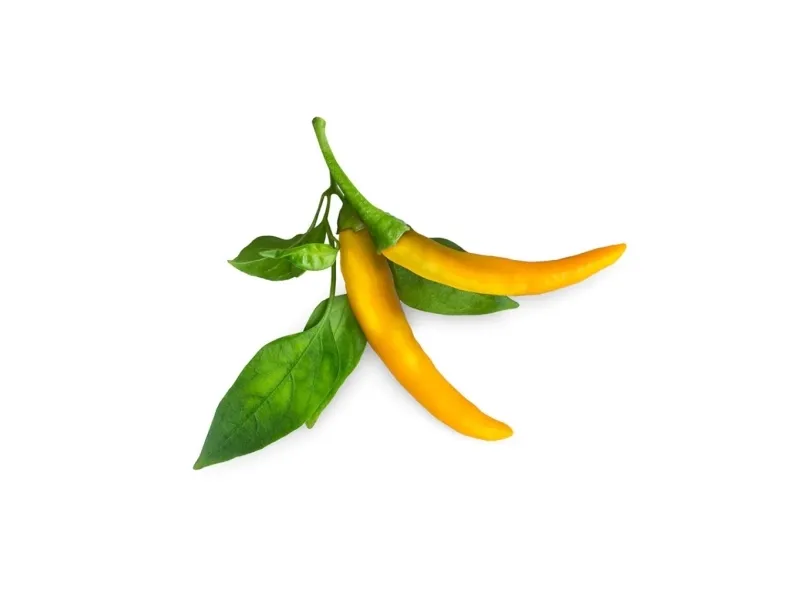 Click & Grow SGR60x3, Spiselig plante, Chili peber, Genopfyldning, Hurtig producent (3-5 uger), 14 - 21 dage, 3 måned(er)