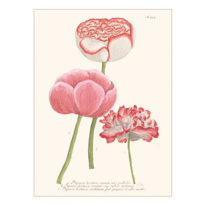 Les Jolies Planches Planche Jardin Papaver Hortense