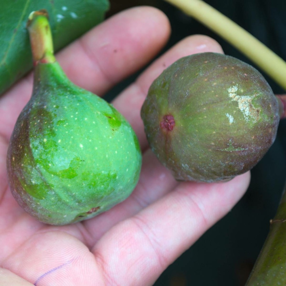 Figuier carica noir de bellone/ficus carica noir de bellone[-]pot de 3l - 20/40 cm