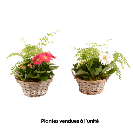 Compo 3 plantes d'intérieur en panier H35cm
