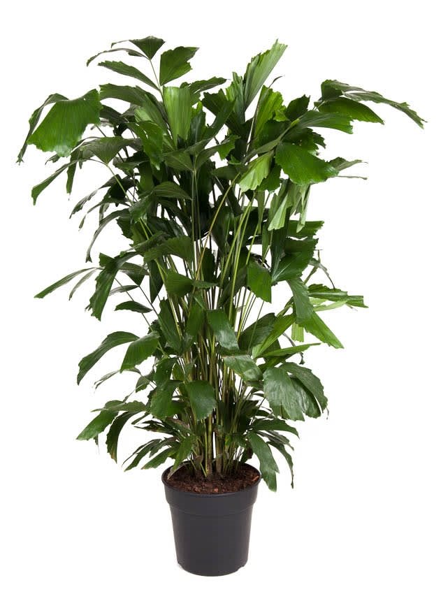 Caryota mitis - plante d'intérieur verte - pot 27cm - hauteur 120-130cm