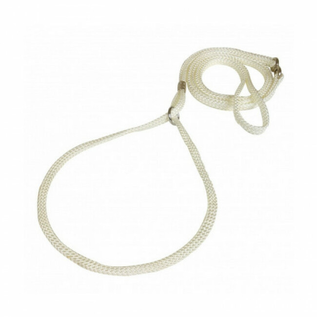 Laisse collier de présentation pour chien