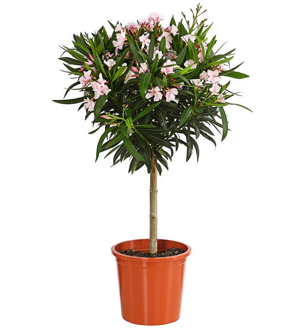 Oleander, Stämmchen, verschiedene Farben