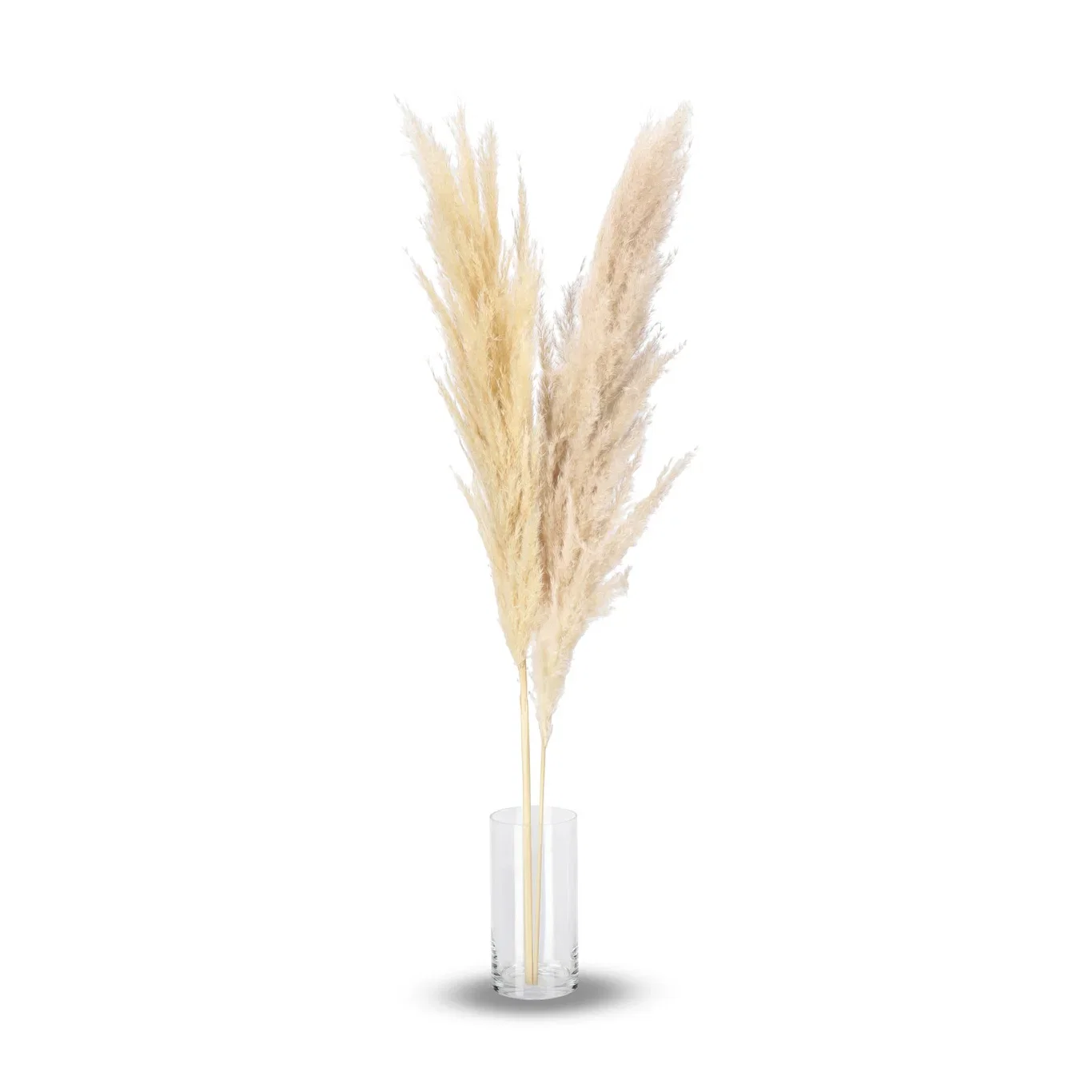 Pampas Høyde 105 cm