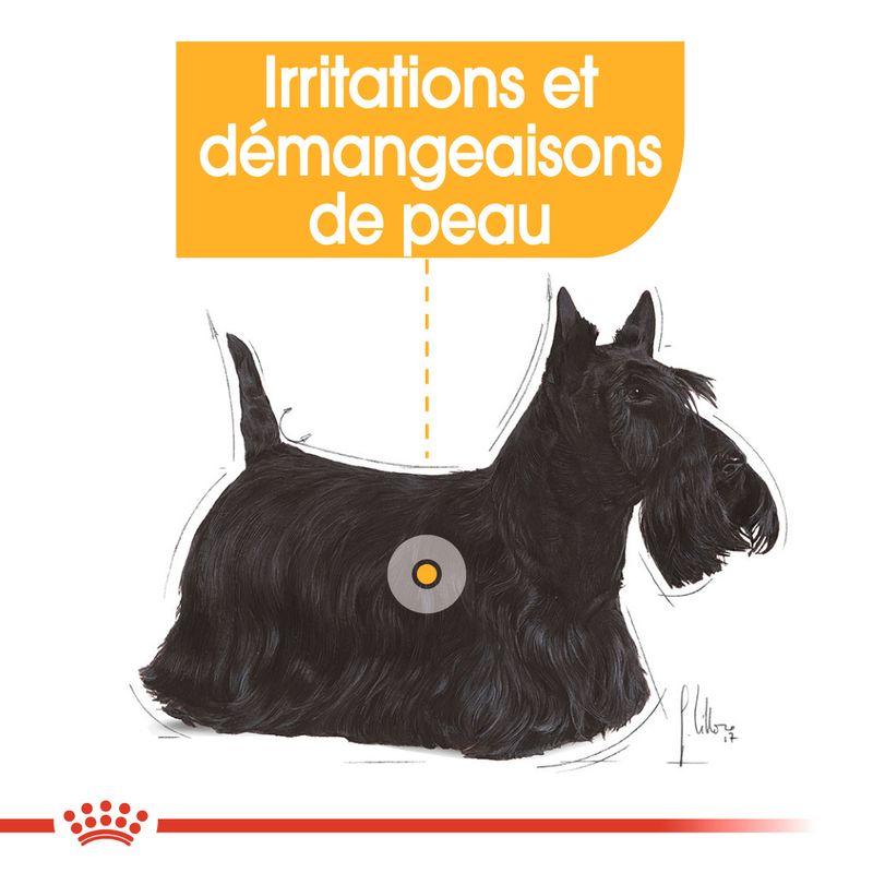Royal Canin Dermacomfort en mousse