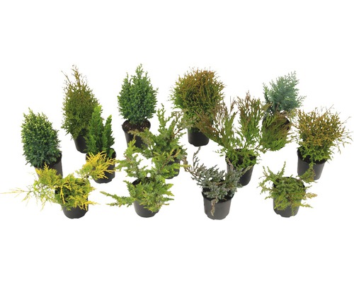 Gemengde coniferen FloraSelf T13 cm L willekeurige selectie van variëteiten