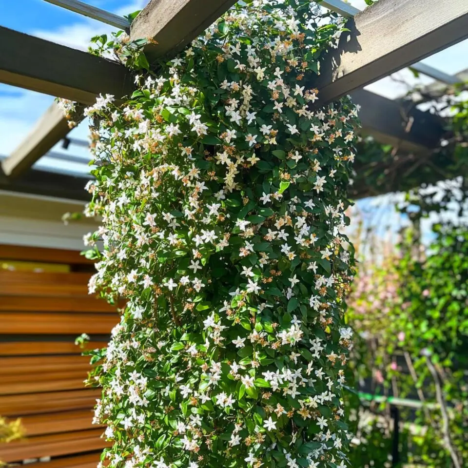 Jasmijn - Set van 8 - Trachelospermum jasminoides - Hoogte 110-120cm - ⌀17cm