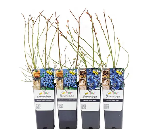 Blaubeerpflanzen, 4er-Set
