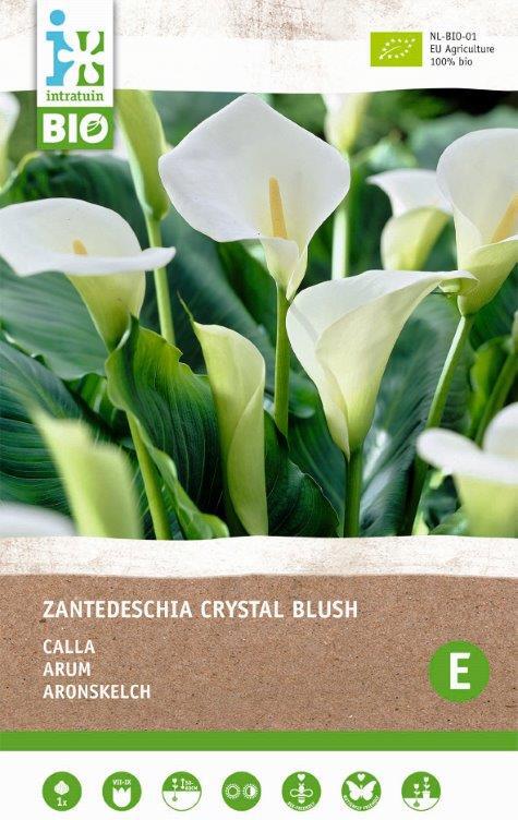Intratuin Calla knol (Zantedeschia 'Black Forrest') 2 stuks