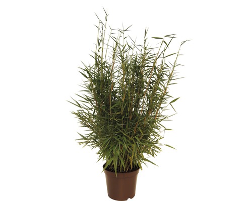 Rechtopstaande tuinbamboe FloraSelf Fargesia murielae 'Jumbo' H 40-60 cm Co 5 L